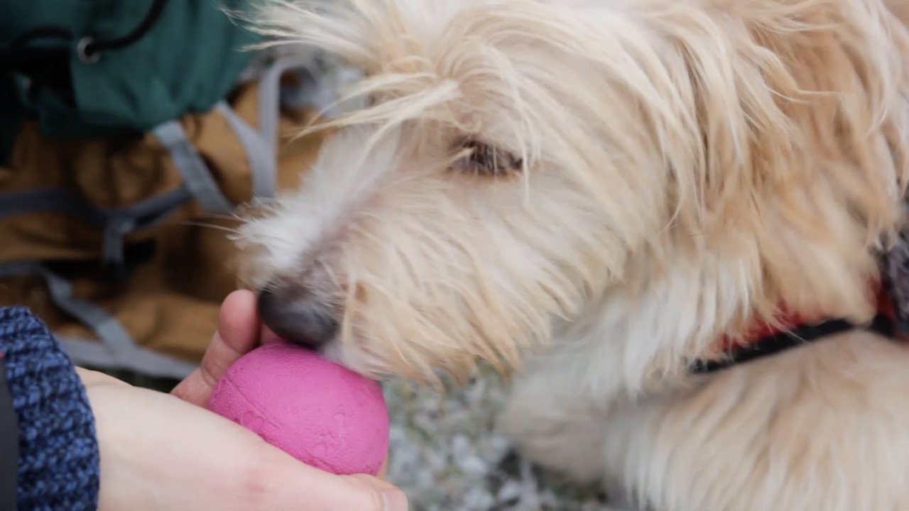 Das Bild zeigt einen Hund, dem ein Ball hingehalten wird.